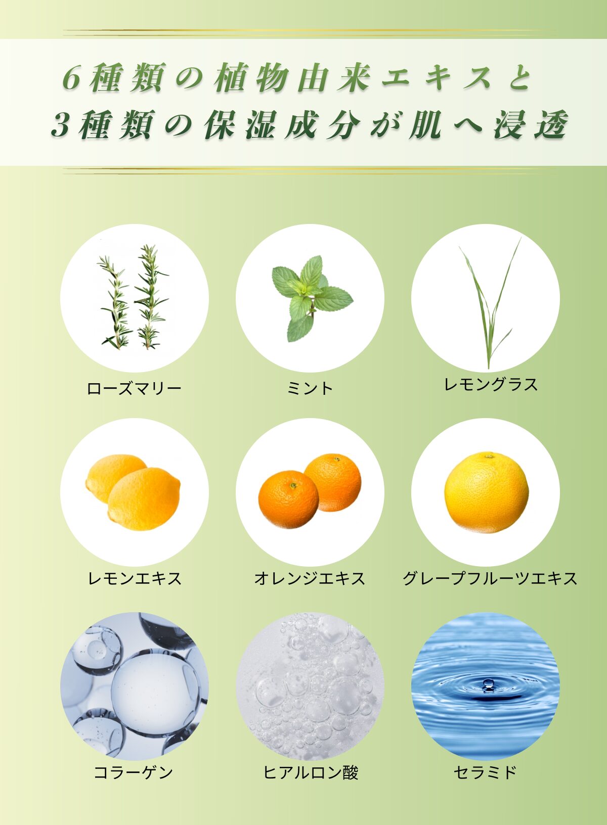 6種類の植物由来エキスとLP